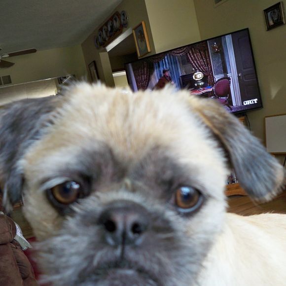 Meet your Posher, Millyann - Picture 1 of 1